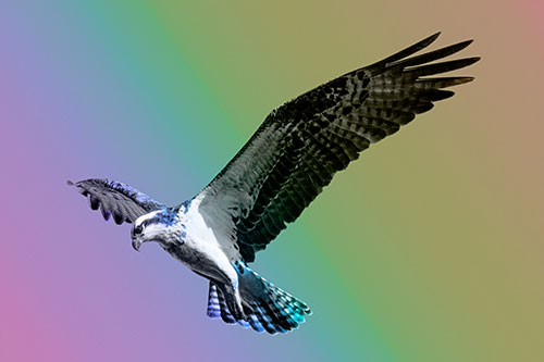 Hovering Osprey Hawk Looking For Fish Below (Rainbow Tone)