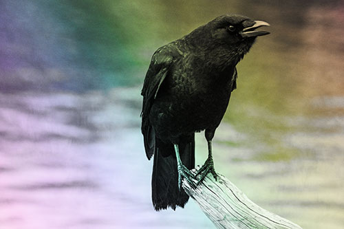 Hunched Over Crow Cawing Atop Broken Tree Log (Rainbow Tone)