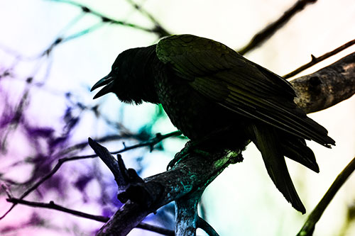 Hunched Over Crow Cawing Atop Tree Branch (Rainbow Tone Photo)