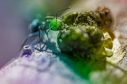 Hungry Carpenter Ant Tears Food Using Mandible Jaws (Rainbow Tone Photo)