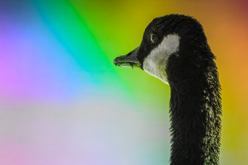 Hungry Crumb Mouthed Canadian Goose Senses Intruder (Rainbow Tone Photo)