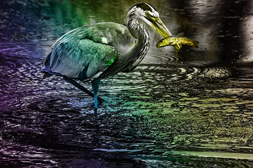 Hungry Great Blue Heron Spears Through Trout Fish (Rainbow Tone)