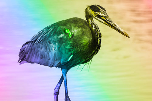 Hungry Great Blue Heron Spots Swimming Fish (Rainbow Tone)