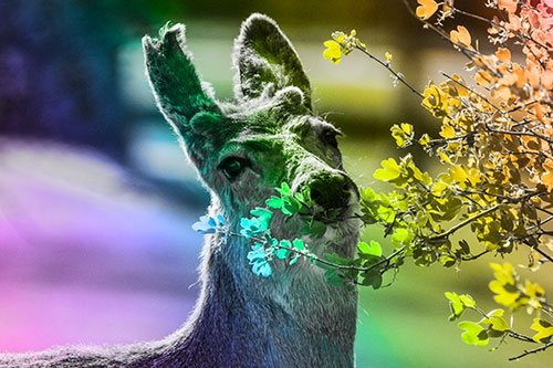 Hungry Lone Mule Deer Chewing Tree Leaves (Rainbow Tone)