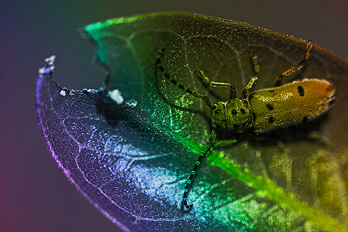 Hungry Red Milkweed Beetle Rests Among Chewed Leaf (Rainbow Tone Photo)