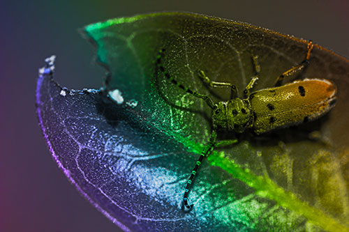 Hungry Red Milkweed Beetle Rests Among Chewed Leaf (Rainbow Tone)