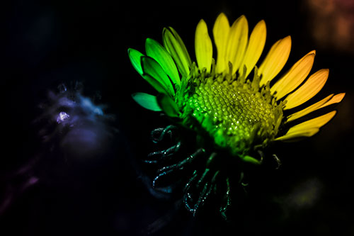 Illuminated Gumplant Flower Surrounded By Darkness (Rainbow Tone Photo)