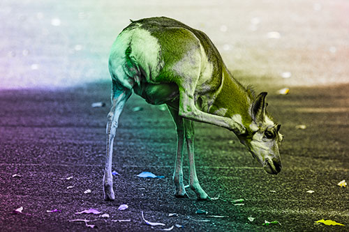 Itchy Pronghorn Scratches Neck Among Autumn Leaves (Rainbow Tone Photo)