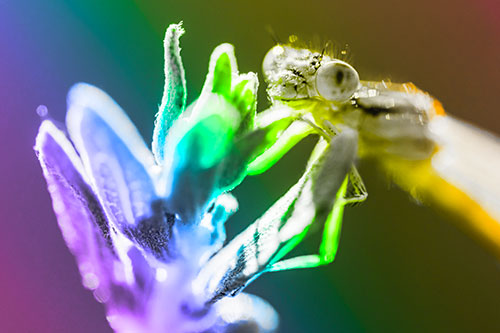 Joyful Dragonfly Enjoys Sunshine Atop Plant (Rainbow Tone Photo)