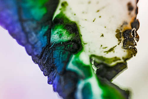 Joyful Rotting Leaf Face Enjoying Autumn (Rainbow Tone)