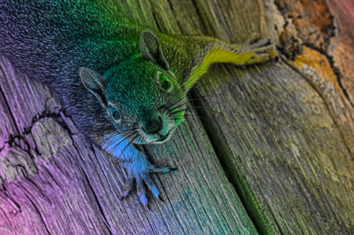 Joyful Squirrel Looking Upwards Among Wooden Pole (Rainbow Tone)