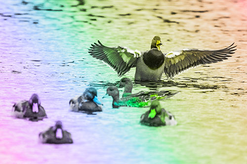 Jump Scaring Wing Flapping Mallard Duck Quacking Atop Lake (Rainbow Tone)