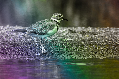 Killdeer Wanders Along Rocky River Shoreline (Rainbow Tone)