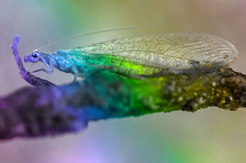Lacewing Grabs Ahold Twig Branch (Rainbow Tone)
