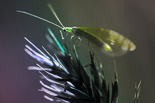 Lacewing Standing Atop Plant Blades (Rainbow Tone Photo)