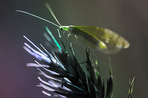 Lacewing Standing Atop Plant Blades (Rainbow Tone)