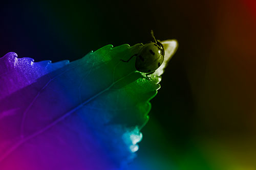 Ladybug Crawling To Top Of Leaf (Rainbow Tone Photo)