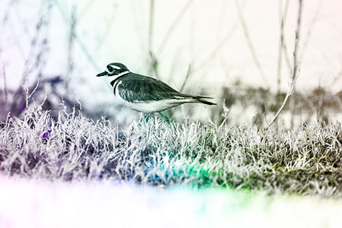 Large Eyed Killdeer Bird Running Along Grass (Rainbow Tone Photo)