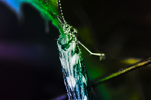 Leaf Blotch Miner Moth Grasping Petal (Rainbow Tone Photo)