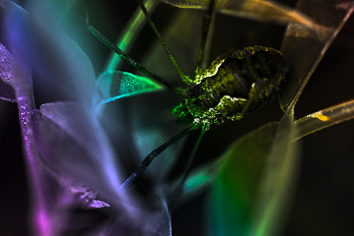 Leaf Perched Harvestmen Daddy Longlegs Spider (Rainbow Tone Photo)