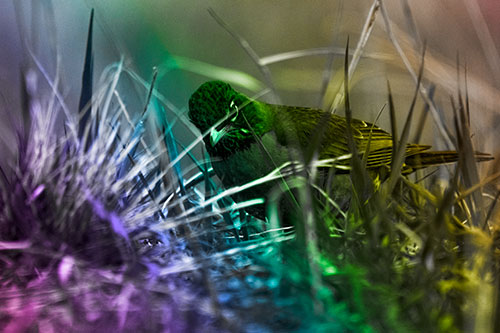 Leaning American Robin Spots Intruder Among Grass (Rainbow Tone Photo)