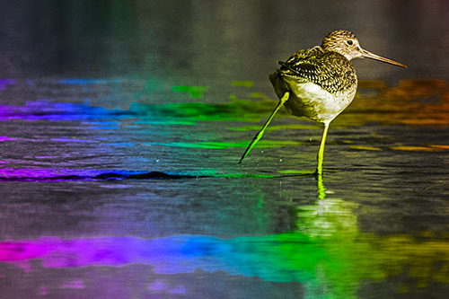 Leg Kicking Greater Yellowlegs Splashing Droplets (Rainbow Tone Photo)