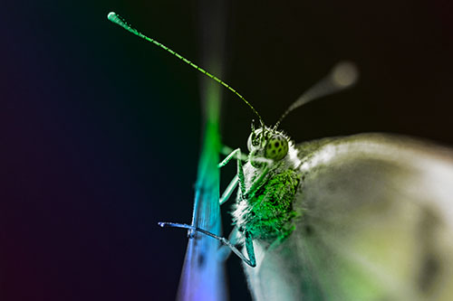 Long Antenna Wood White Butterfly Grasping Grass Blade (Rainbow Tone Photo)