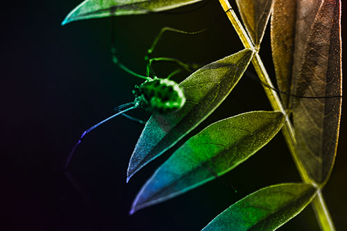 Long Legged Harvestmen Spider Clinging Onto Leaf Petal (Rainbow Tone Photo)