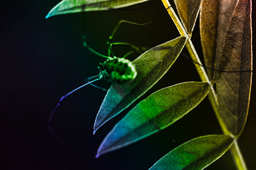 Long Legged Harvestmen Spider Clinging Onto Leaf Petal (Rainbow Tone)