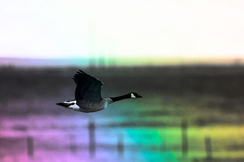 Low Flying Canadian Goose (Rainbow Tone Photo)