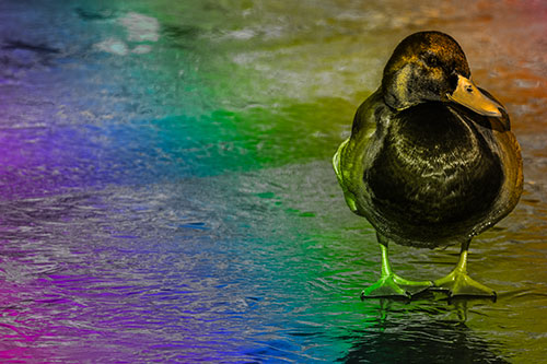 Mallard Duck Enjoying Sunshine Among Icy River Water (Rainbow Tone Photo)