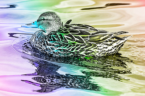 Mallard Duck Floats Among Swirling Water (Rainbow Tone)