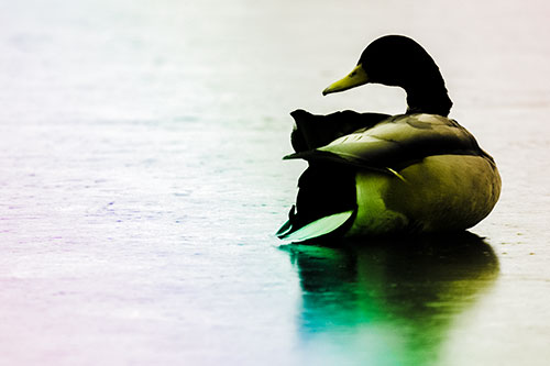 Mallard Duck Resting Atop Ice Frozen Lake (Rainbow Tone Photo)
