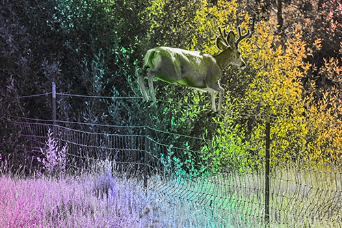 Midair Soaring Mule Deer Flying Over Fence (Rainbow Tone)
