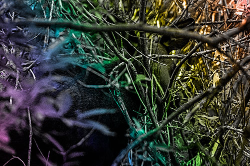 Moose Hidden Behind Tree Branches (Rainbow Tone Photo)