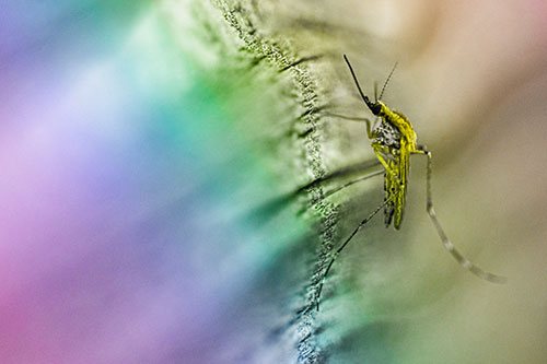 Mosquito Stretches Leg Among Wood (Rainbow Tone)