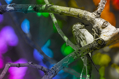 Mountain Chicadee Clamps Onto Bending Tree Branch (Rainbow Tone)