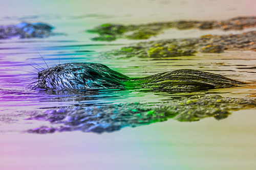 Muskrat Swimming Among Floating Algae (Rainbow Tone)