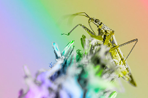 Nabis Lineatus Crawling Atop Plantago (Rainbow Tone)