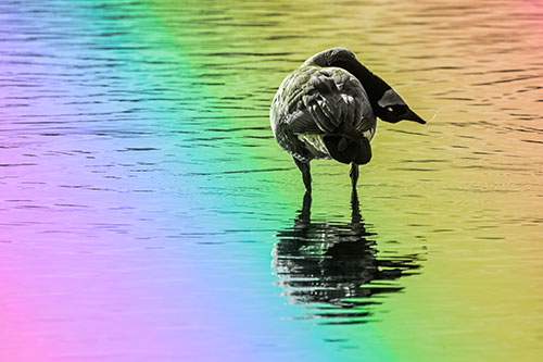 Neck Contorting Canadian Goose Grooming Among Shallow Water (Rainbow Tone)