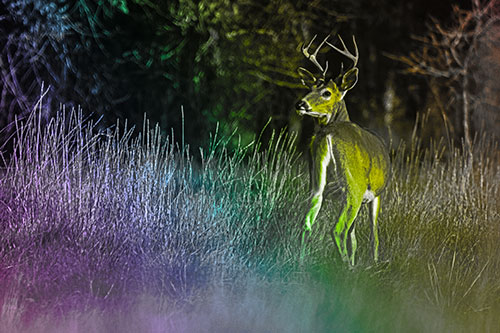 Neck Twisting White Tailed Deer Glancing Back Among Grass (Rainbow Tone)