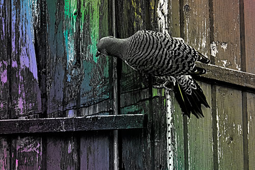 Northern Flicker Woodpecker Climbing Across Birdhouse (Rainbow Tone Photo)