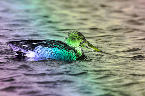 Northern Shoveler Duck Enjoying Lake Swim (Rainbow Tone Photo)