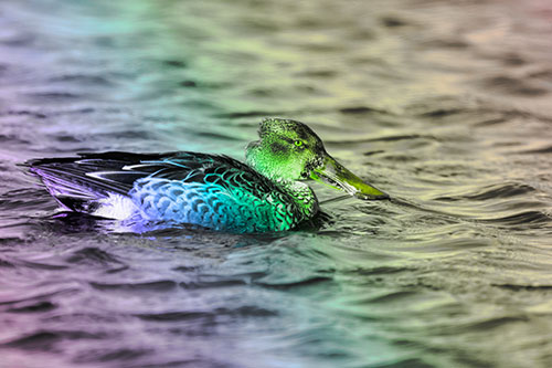 Northern Shoveler Duck Enjoying Lake Swim (Rainbow Tone)