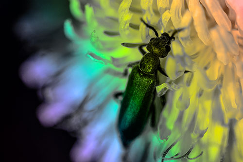 Oedemera Beetle Feasting Among Dandelion (Rainbow Tone)