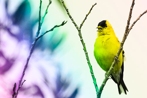 Open Mouthed American Goldfinch Standing On Tree Branch (Rainbow Tone)