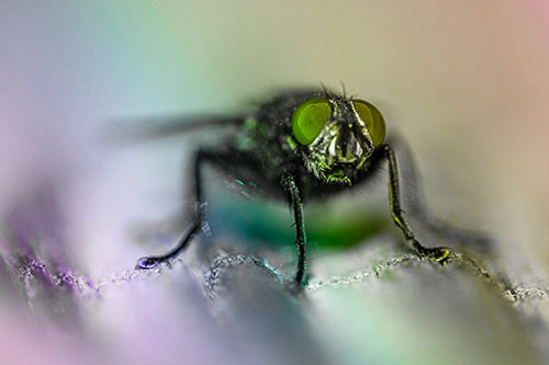 Open Mouthed Cluster Fly Shocked With Fear (Rainbow Tone)