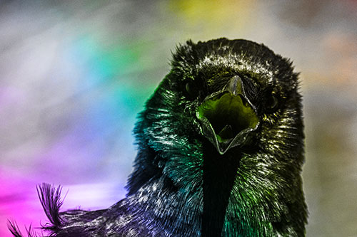 Open Mouthed Crow Screaming Among Wind (Rainbow Tone Photo)