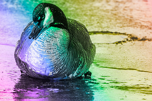Open Mouthed Goose Laying Atop Ice Frozen River (Rainbow Tone Photo)