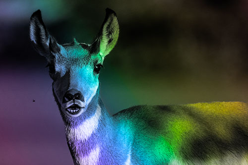 Open Mouthed Pronghorn Gazes In Shock (Rainbow Tone Photo)